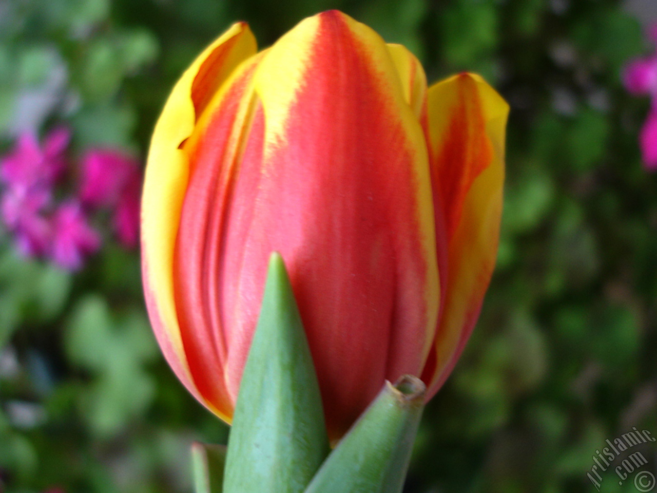 Red-yellow color Turkish-Ottoman Tulip photo.
