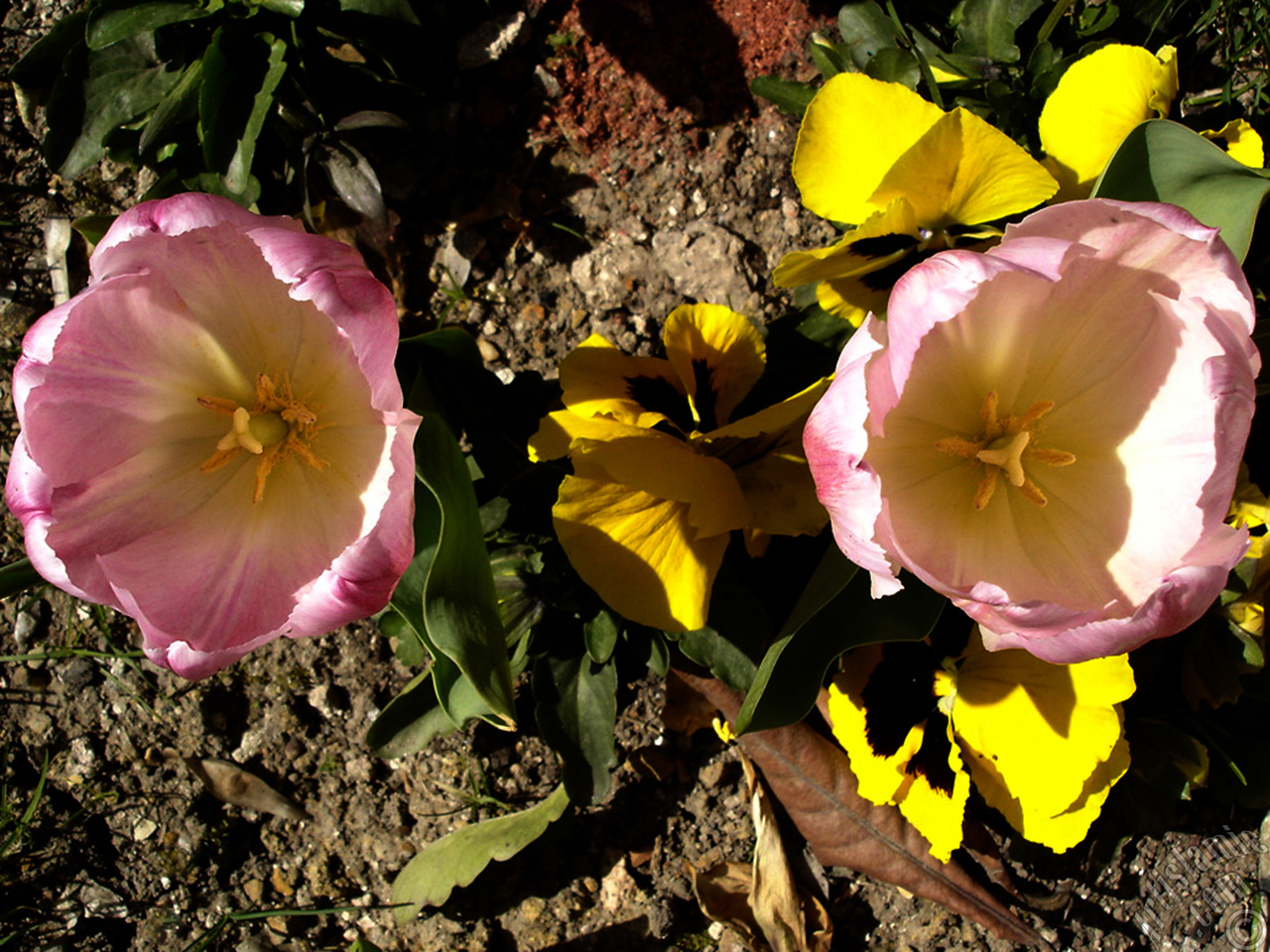 Pink color Turkish-Ottoman Tulip photo.
