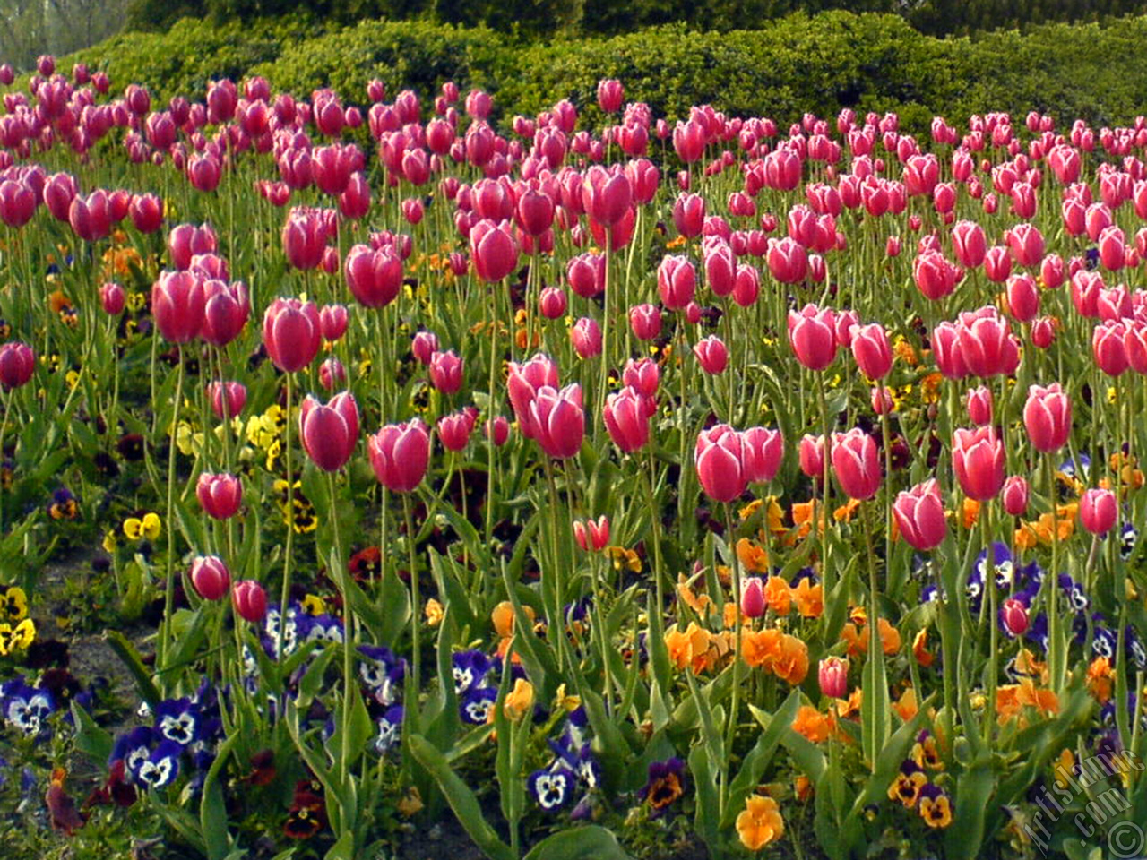 Turkish-Ottoman Tulips.
