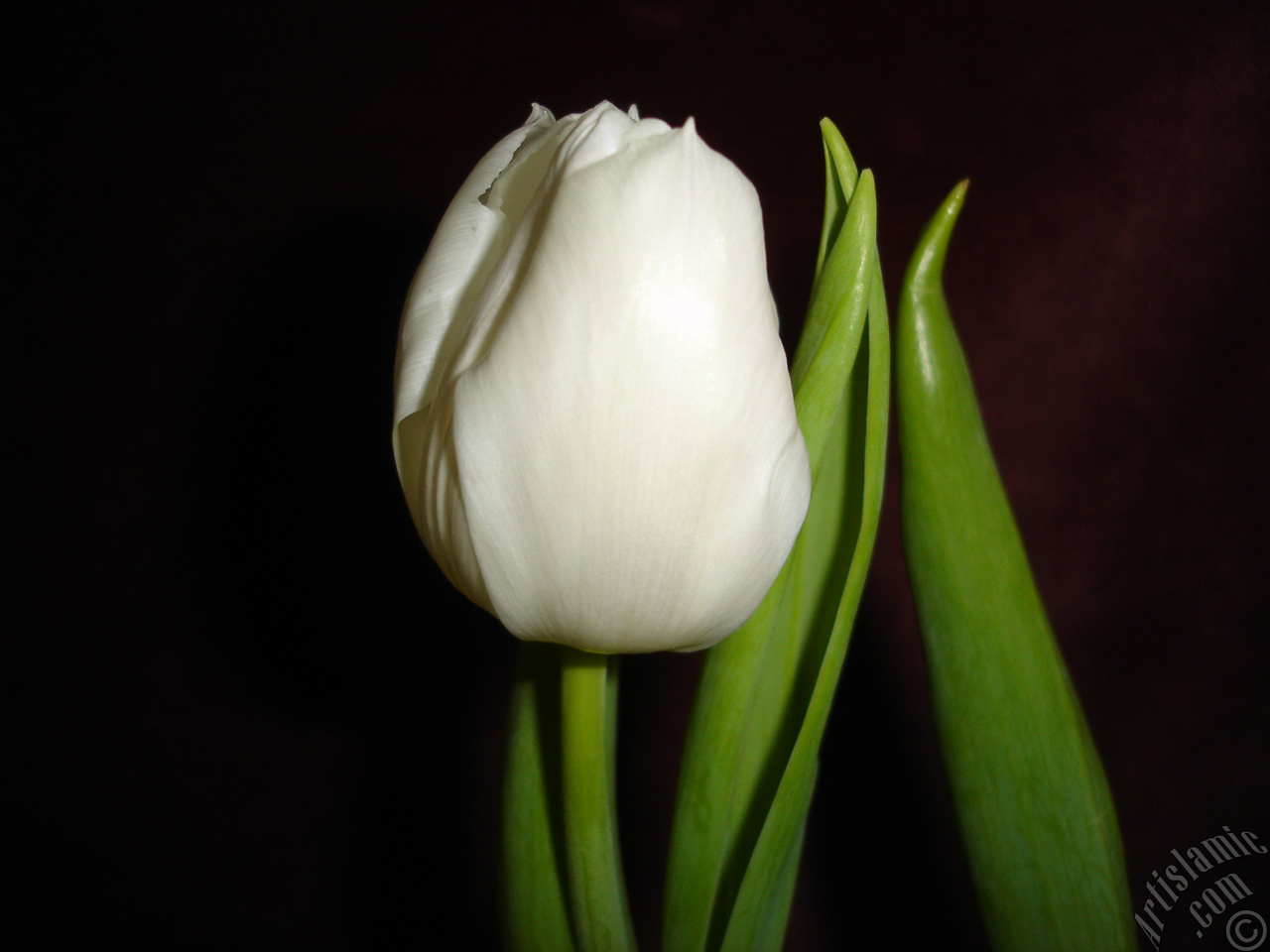 White color Turkish-Ottoman Tulip photo.
