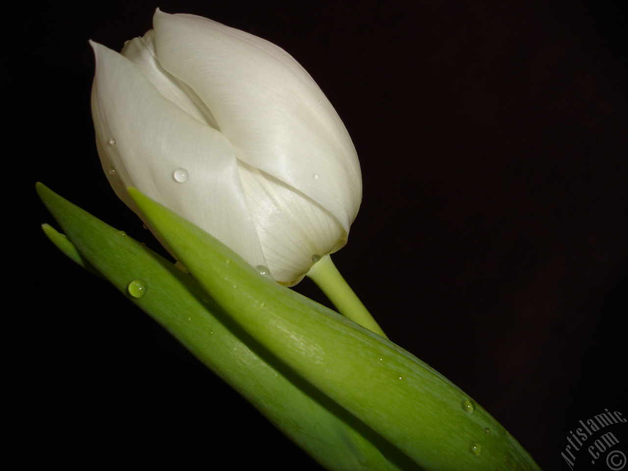 White color Turkish-Ottoman Tulip photo.
