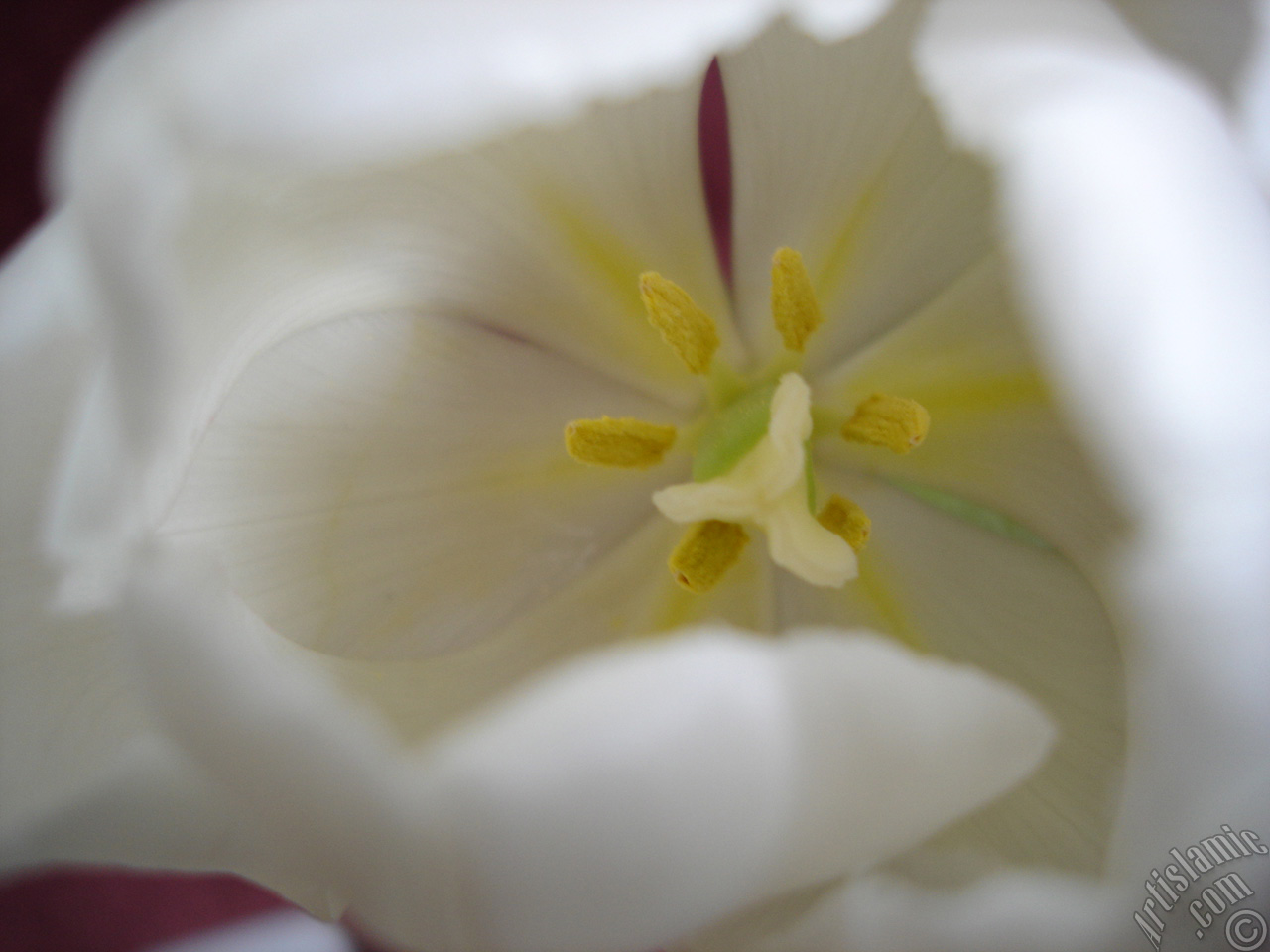 White color Turkish-Ottoman Tulip photo.
