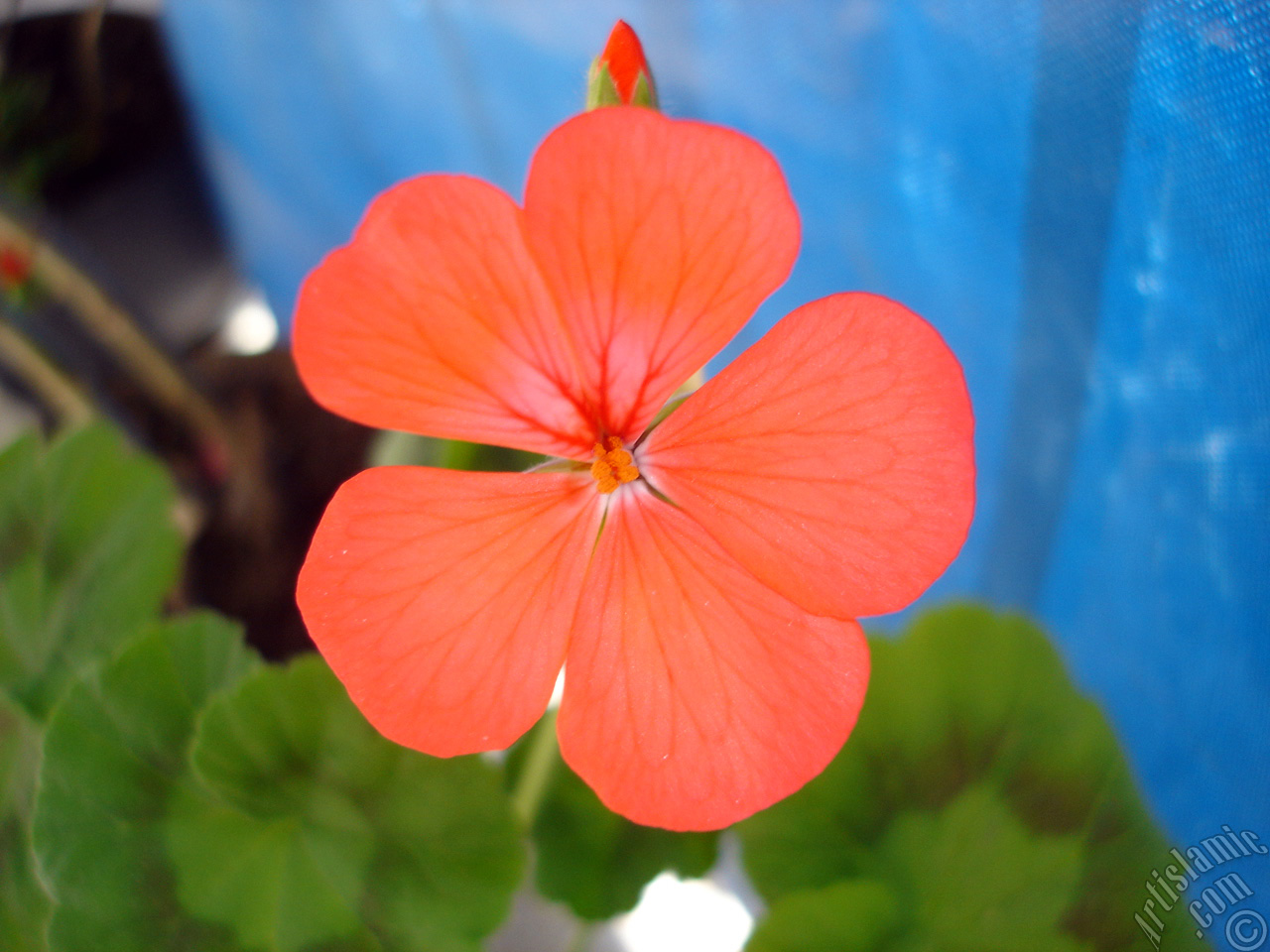 Red Colored Pelargonia -Geranium- flower.
