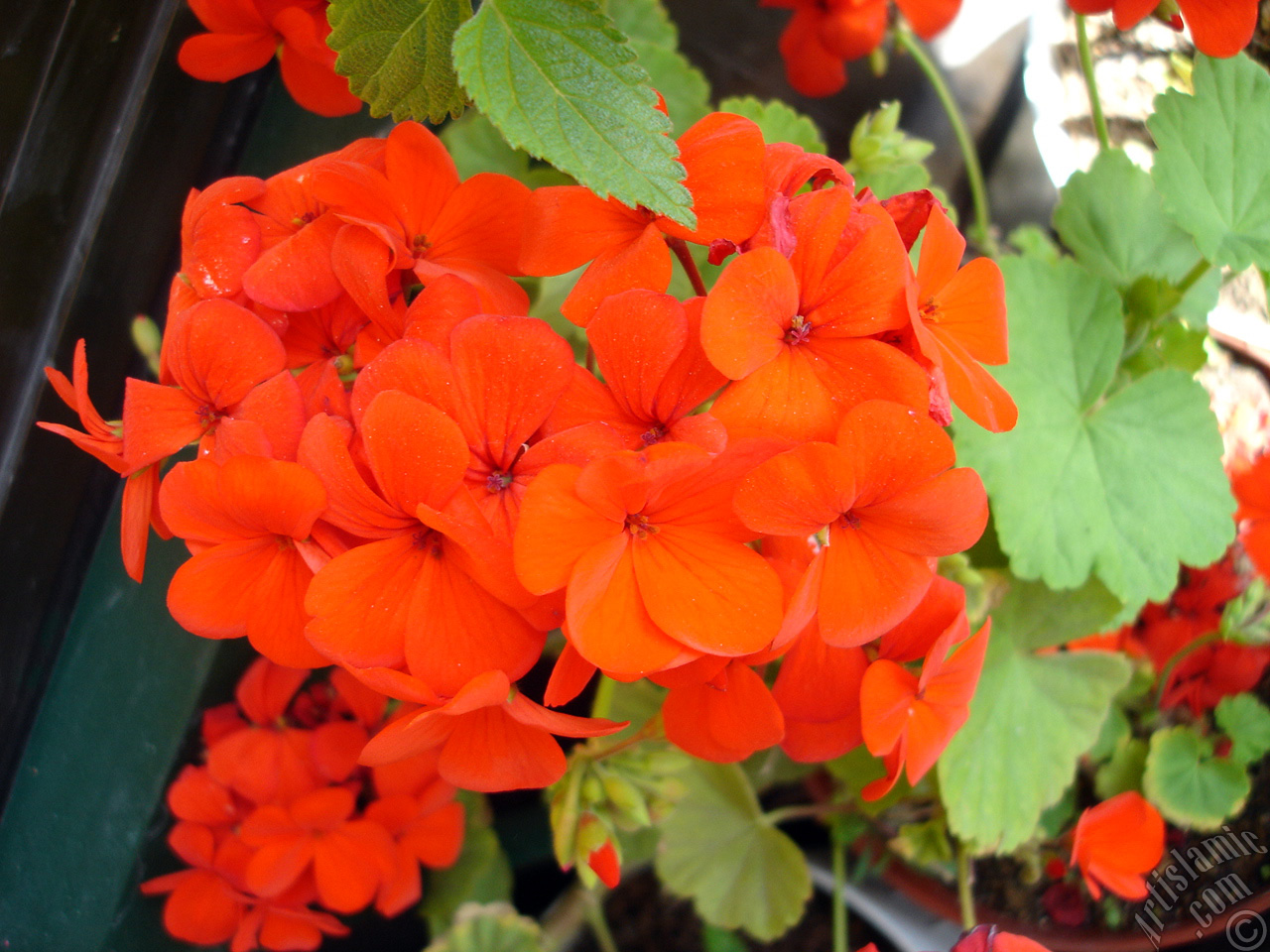 Red Colored Pelargonia -Geranium- flower.
