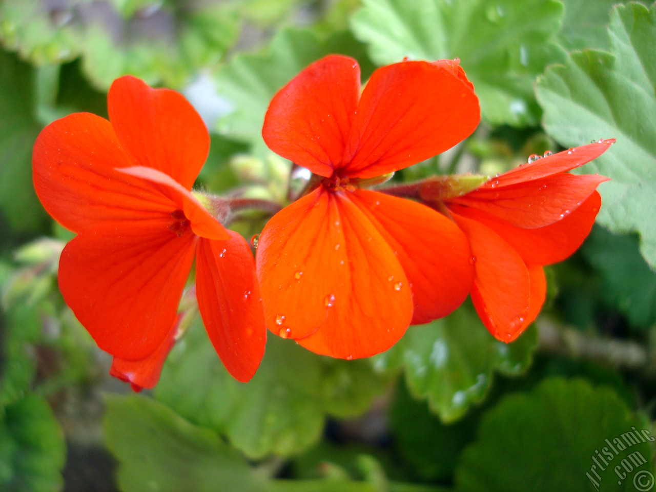 Red Colored Pelargonia -Geranium- flower.
