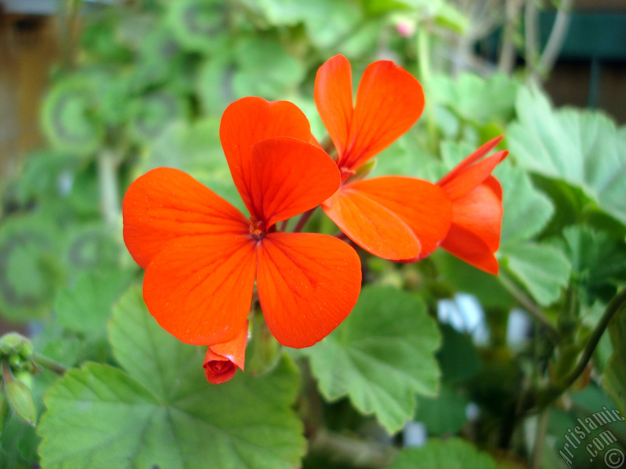 Red Colored Pelargonia -Geranium- flower.
