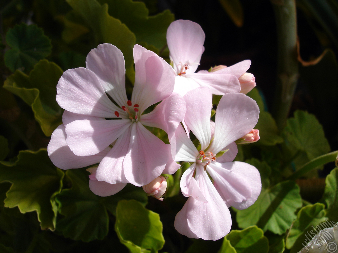 Pink Colored Pelargonia -Geranium- flower.
