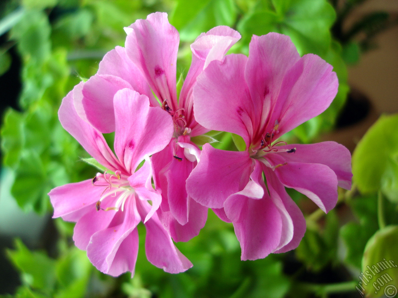 Pink Colored Pelargonia -Geranium- flower.
