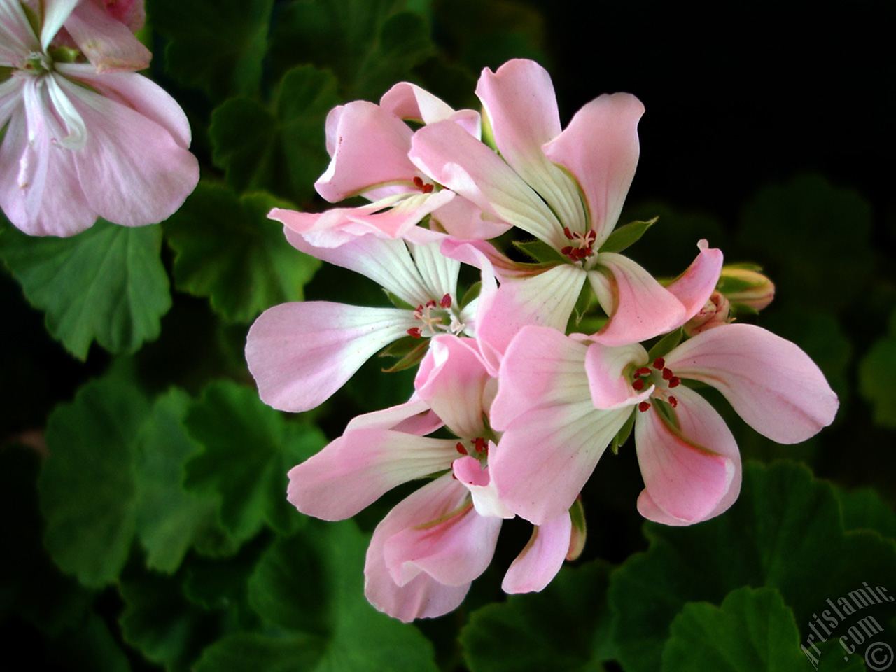 Pink Colored Pelargonia -Geranium- flower.
