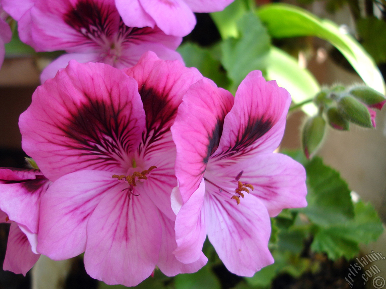 Dark pink mottled Pelargonia -Geranium- flower.
