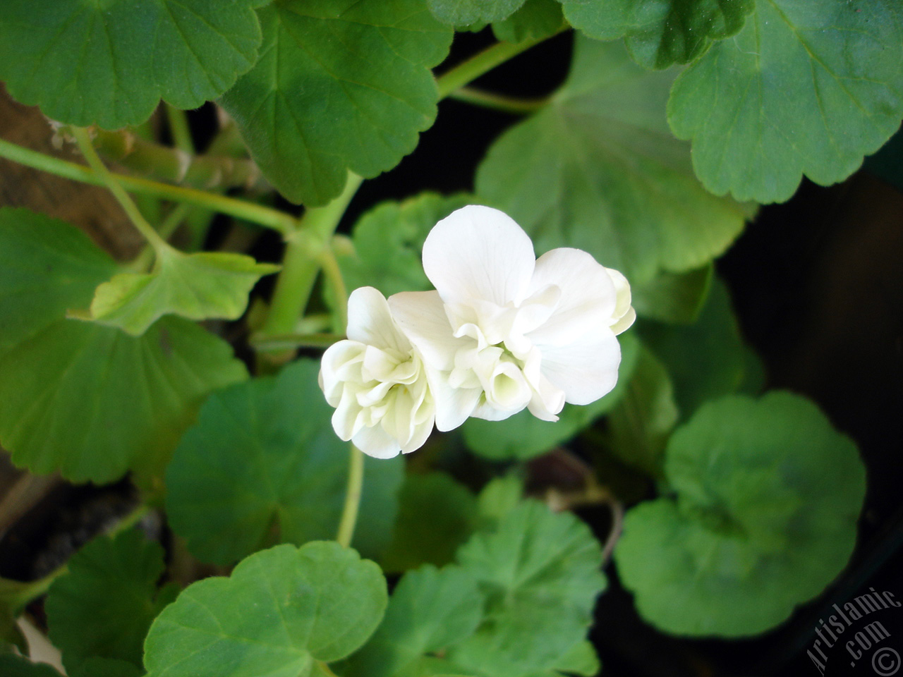 White color Pelargonia -Geranium- flower.
