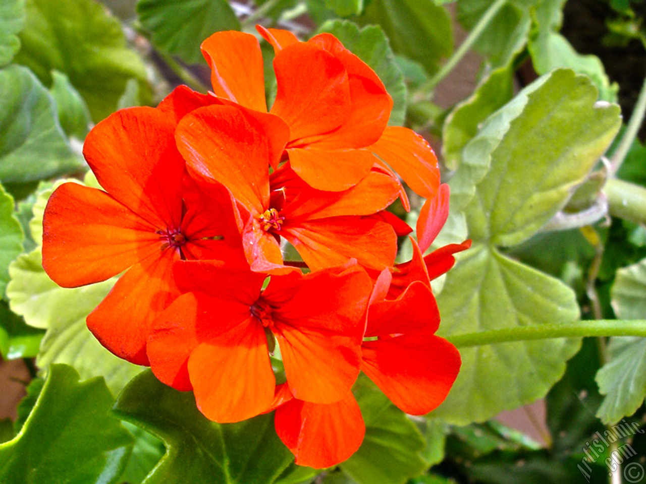 Red Colored Pelargonia -Geranium- Flower.
