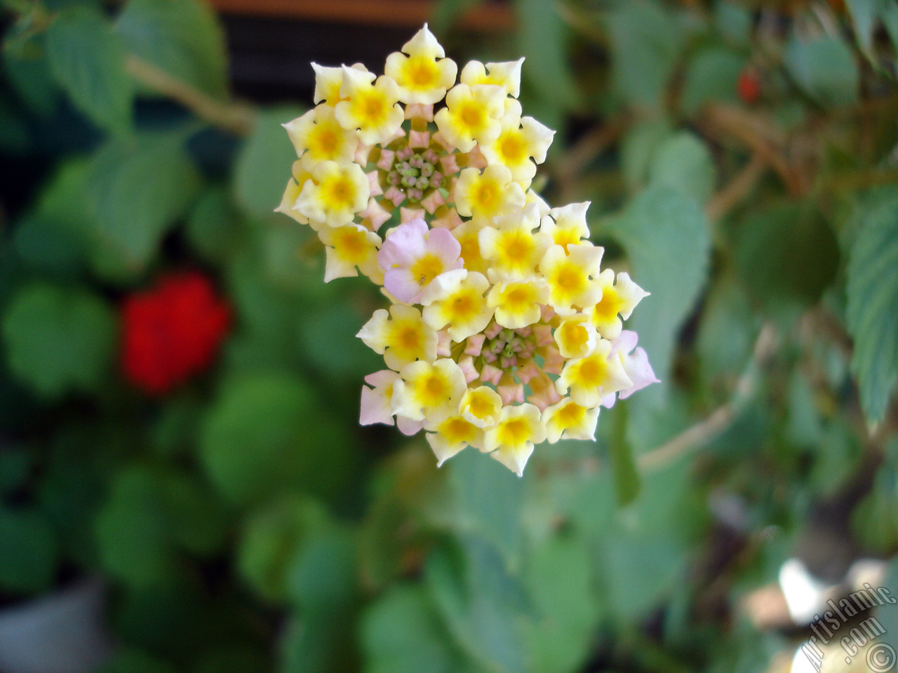 Lantana camara -bush lantana- flower.
