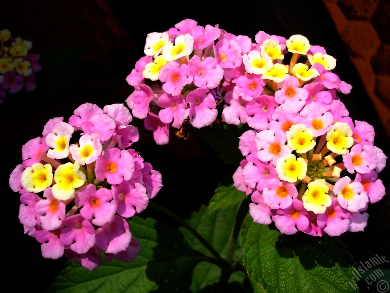 Lantana camara -bush lantana- flower.
