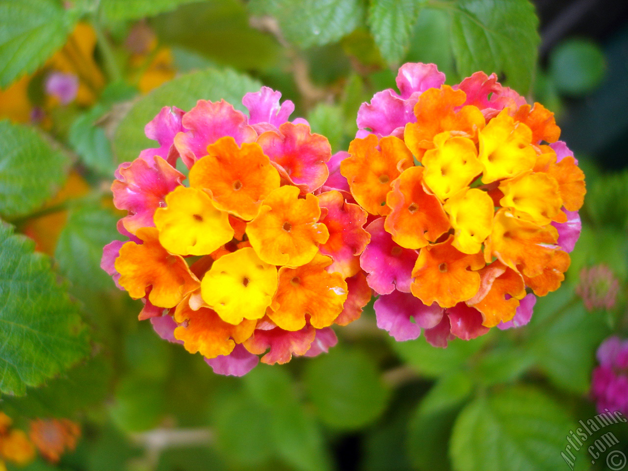 Lantana camara -bush lantana- flower.
