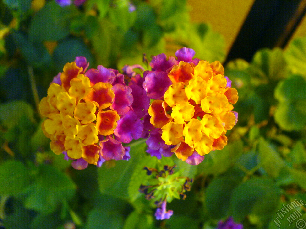 Lantana camara -bush lantana- flower.
