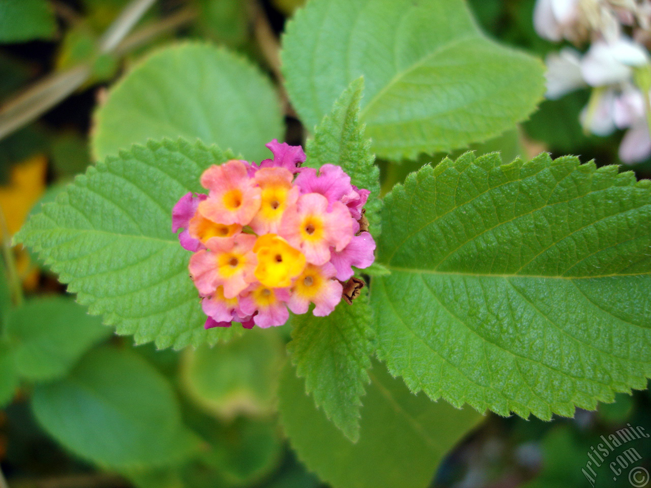 Lantana camara -bush lantana- flower.
