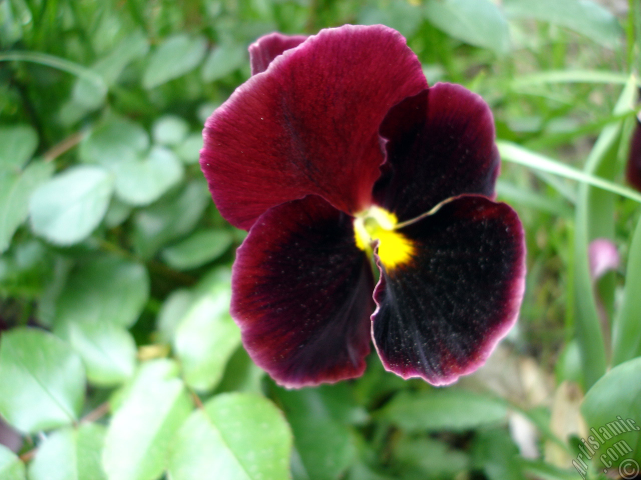 Brown color Viola Tricolor -Heartsease, Pansy, Multicoloured Violet, Johnny Jump Up- flower.
