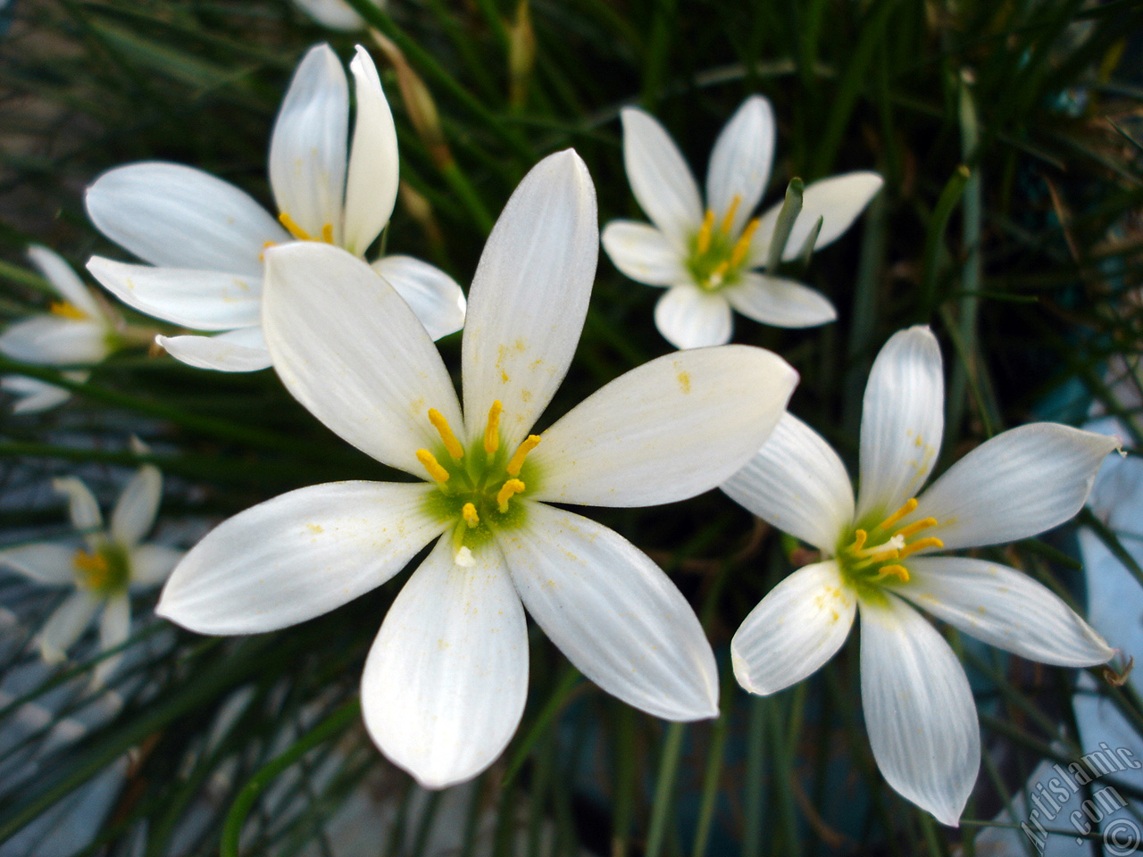 White color flower similar to lily.
