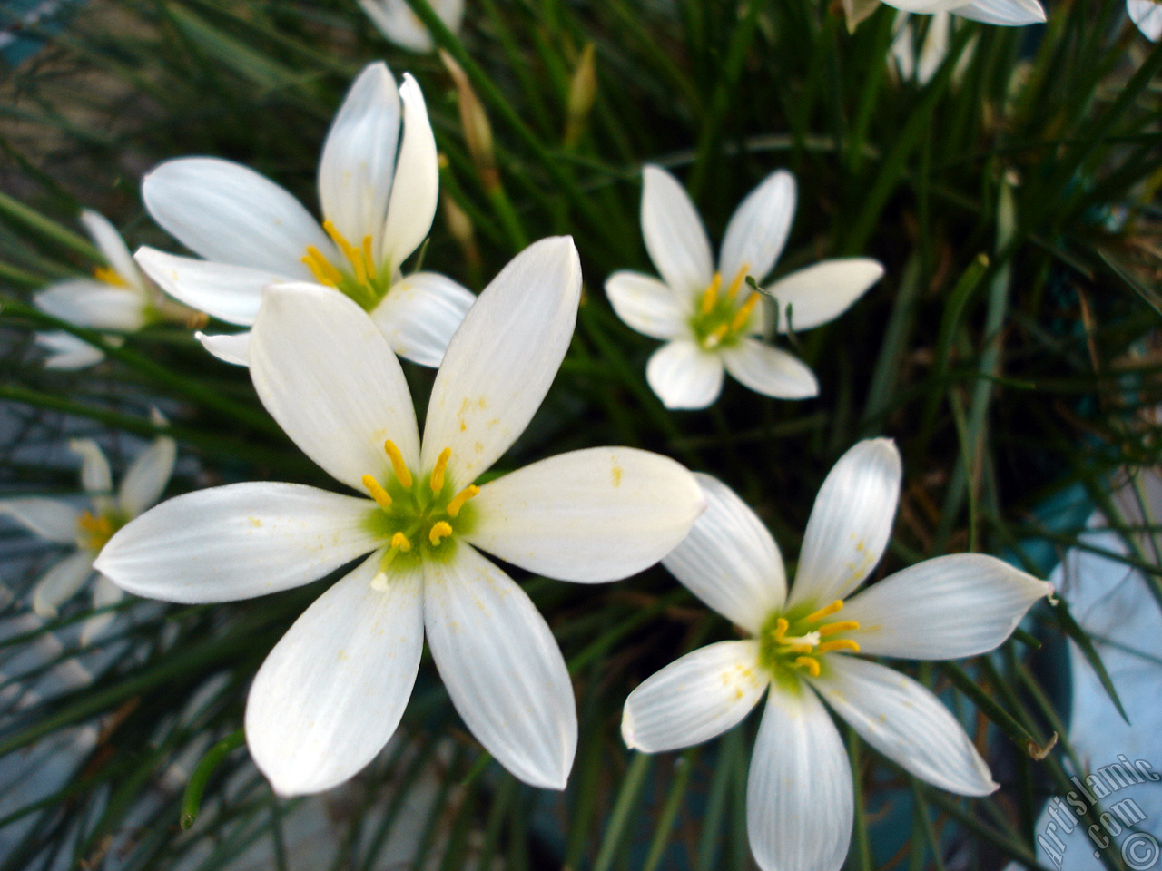 White color flower similar to lily.
