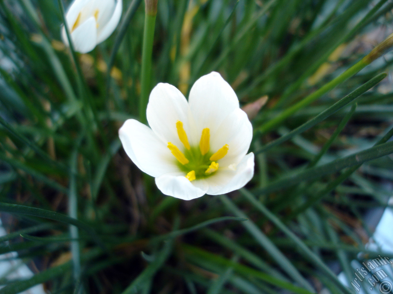 White color flower similar to lily.
