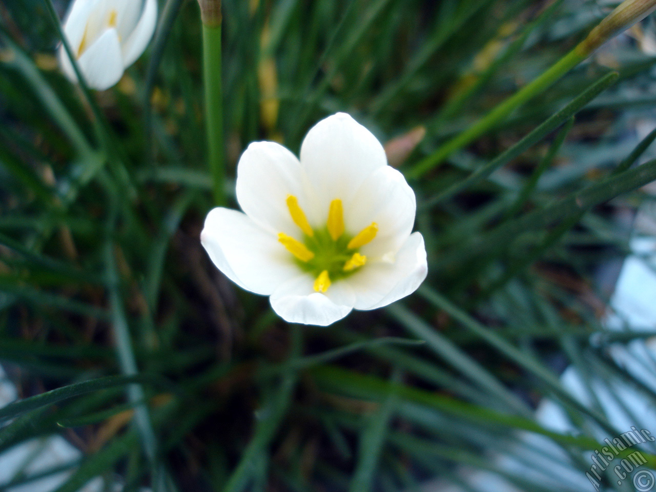 White color flower similar to lily.
