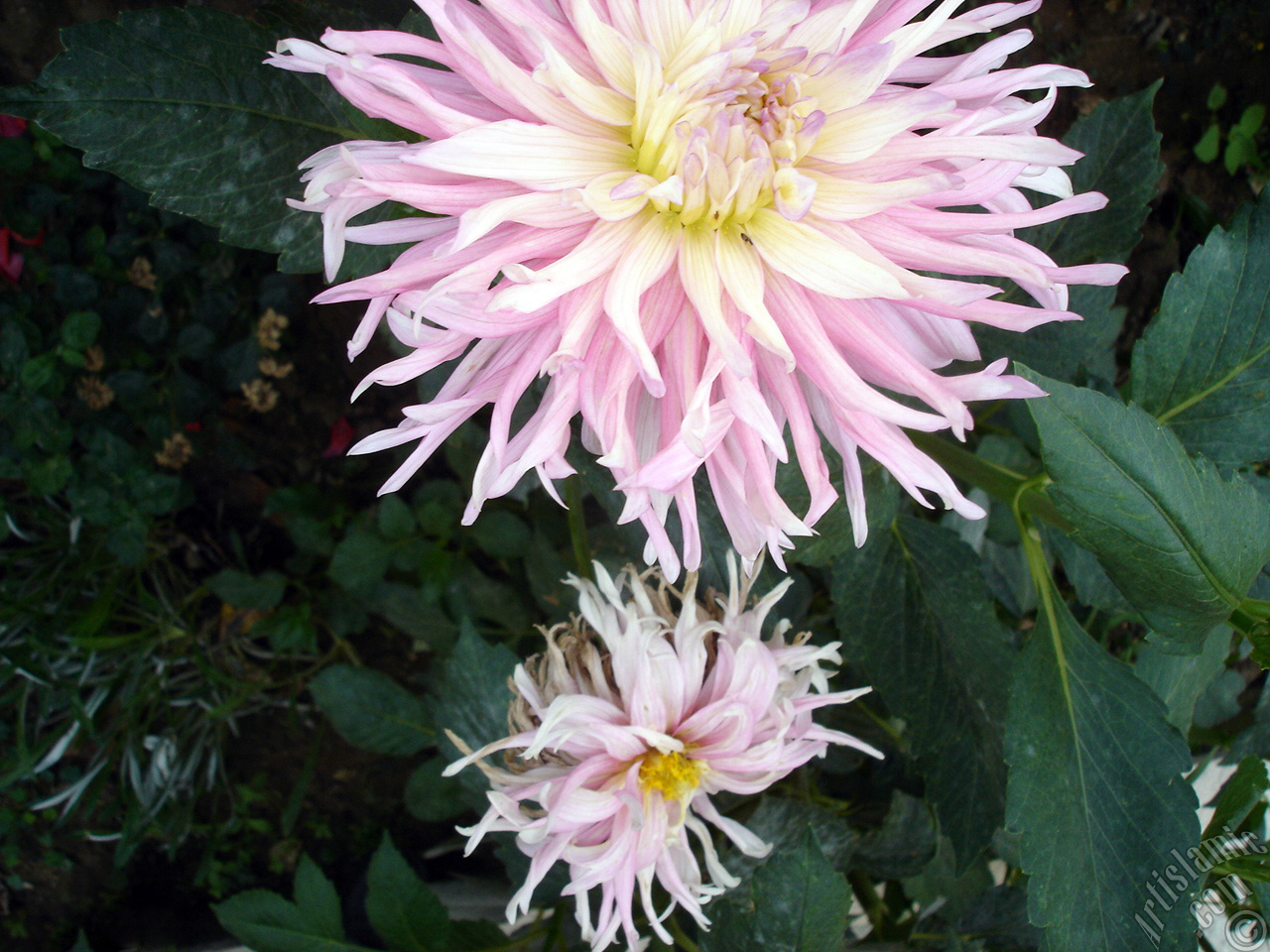 Dahlia flower.
