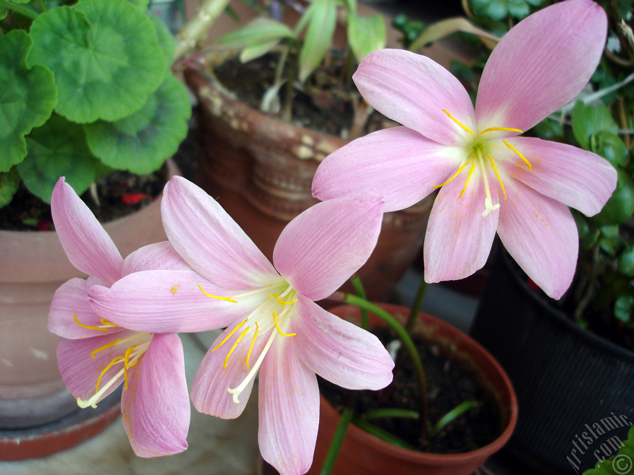 Pink color flower similar to lily.
