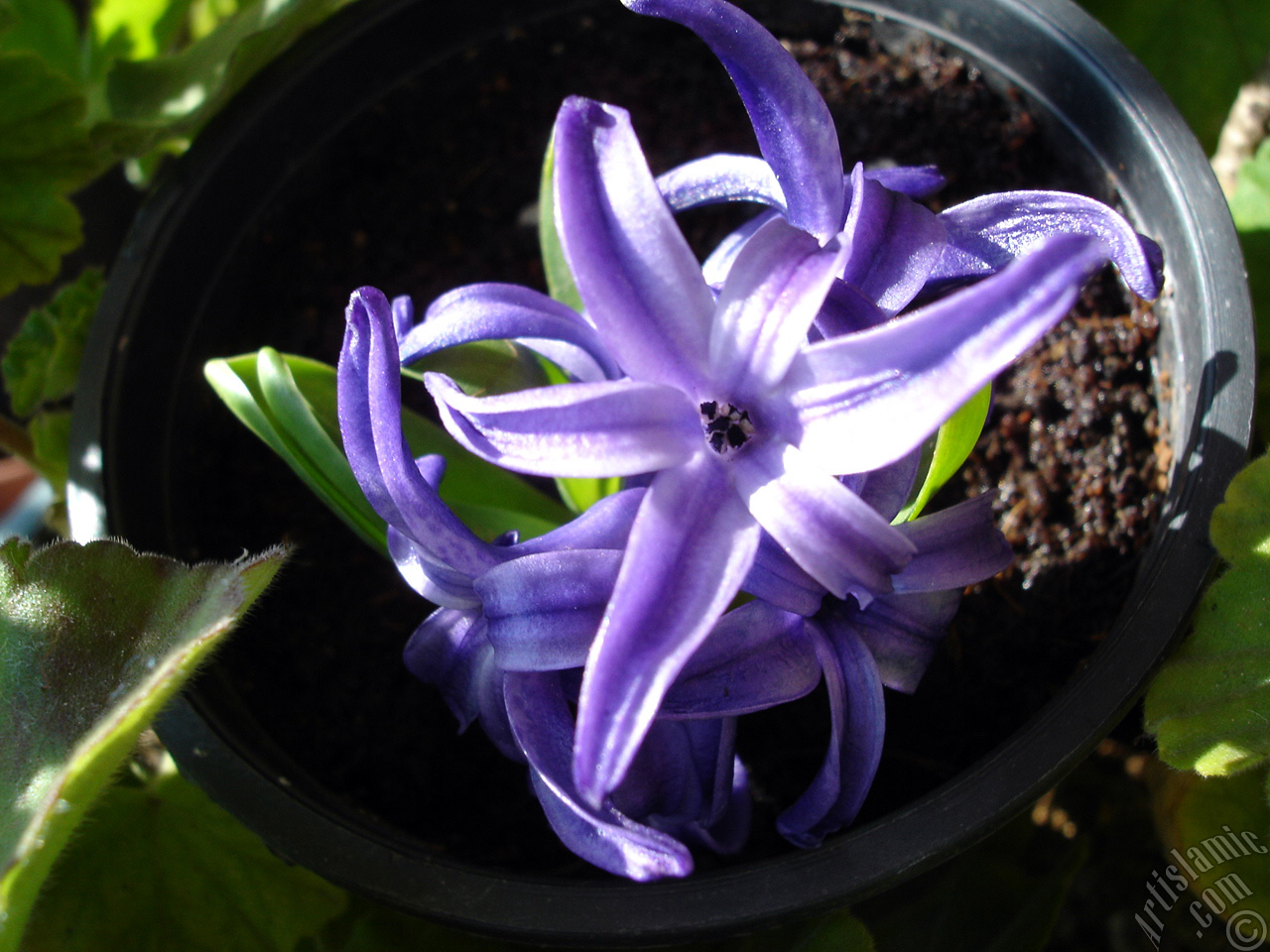 Purple color Hyacinth flower.
