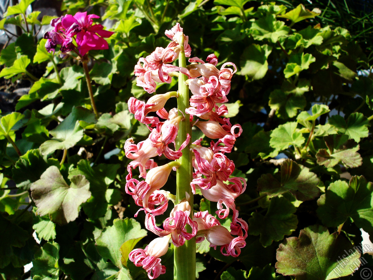 Pink color Hyacinth flower.
