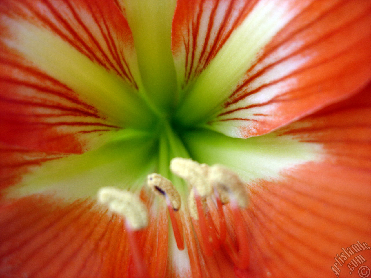 Red color amaryllis flower.
