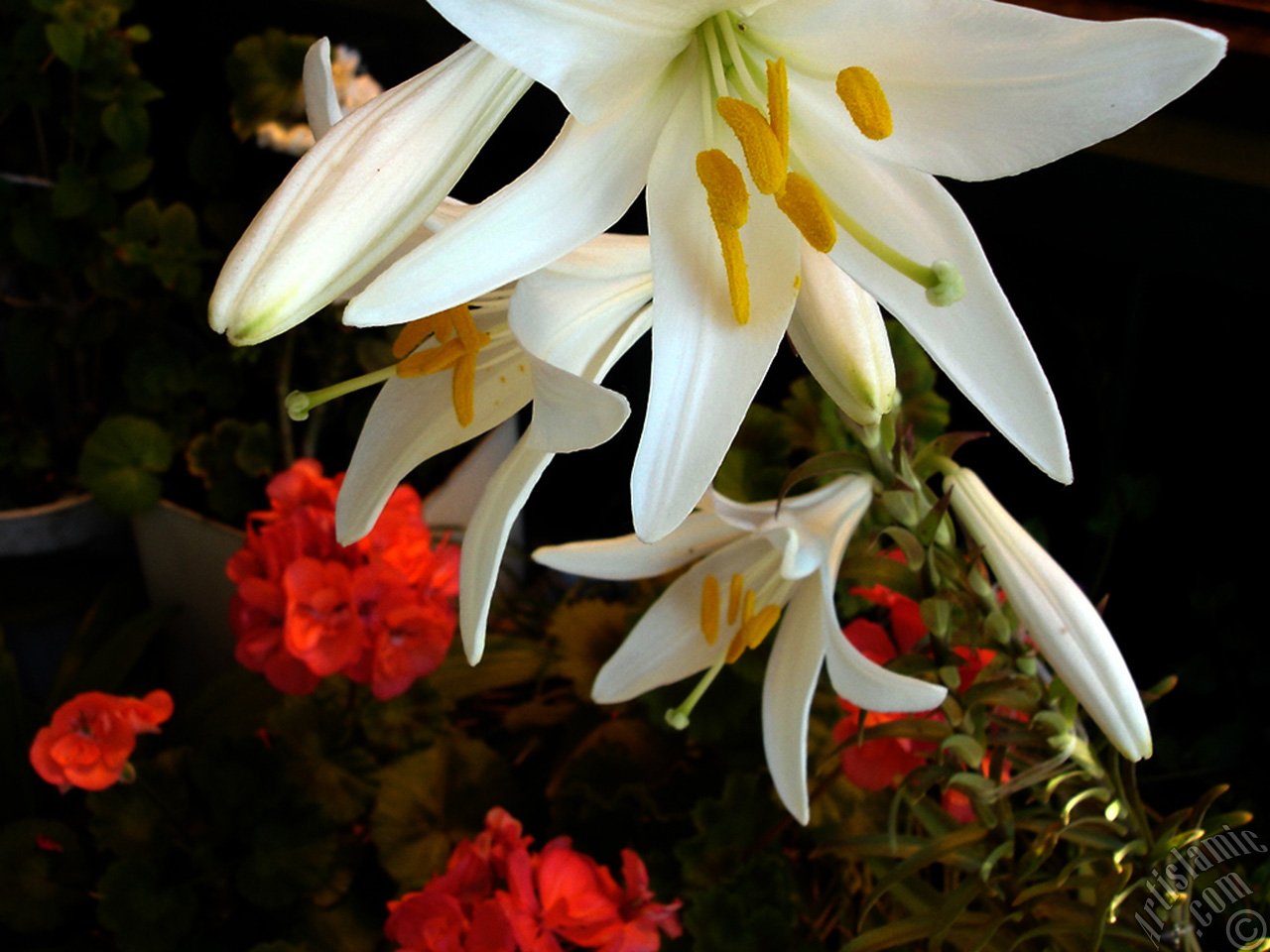 White color amaryllis flower.
