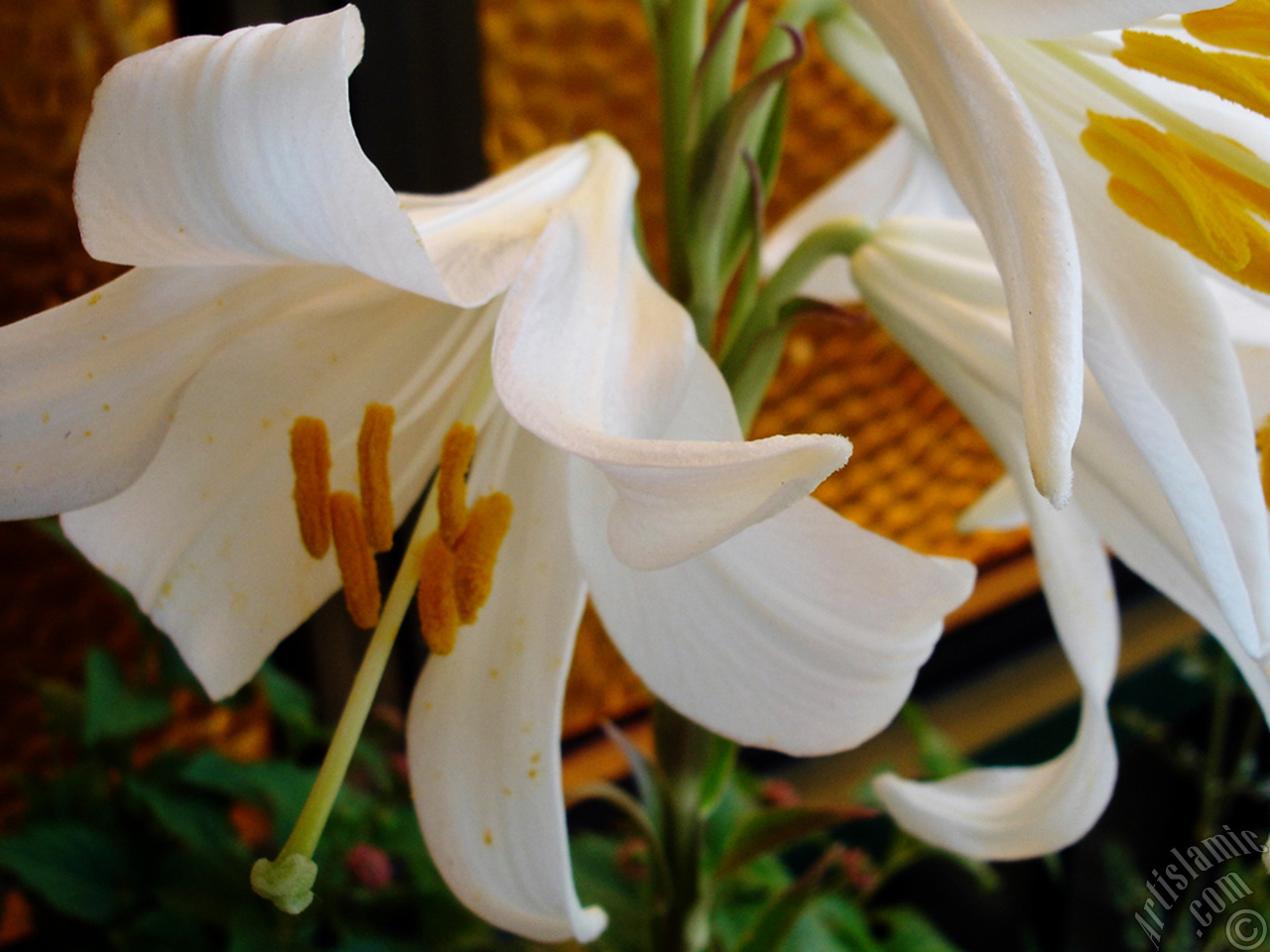 White color amaryllis flower.
