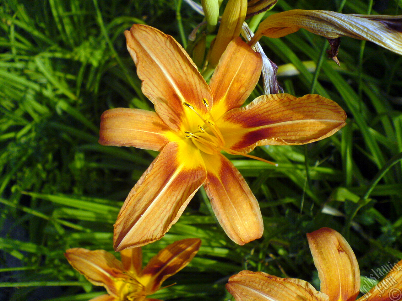 Orange color daylily -tiger lily- flower.
