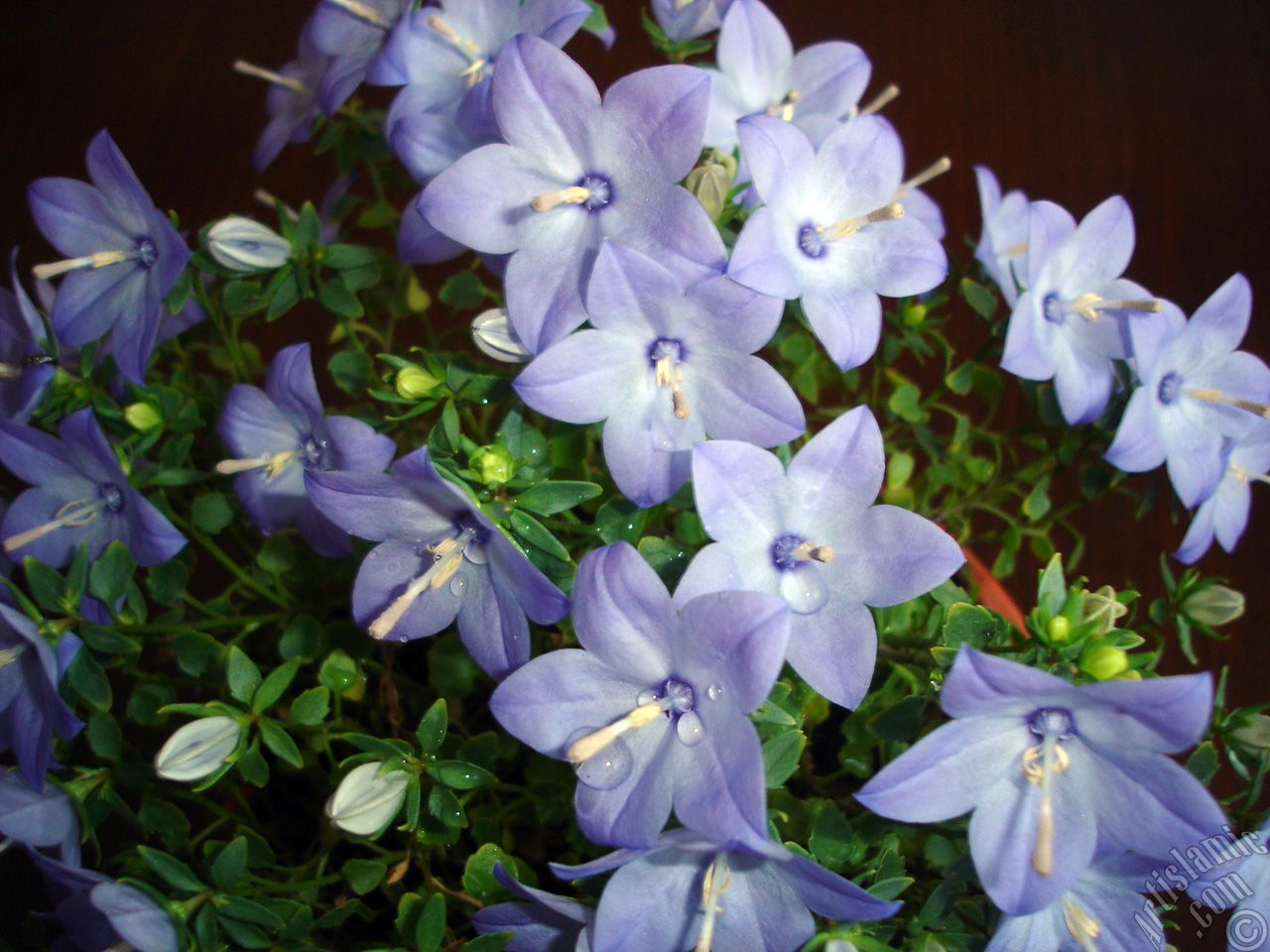 Balloon Flower -Chinese Bellflower-.
