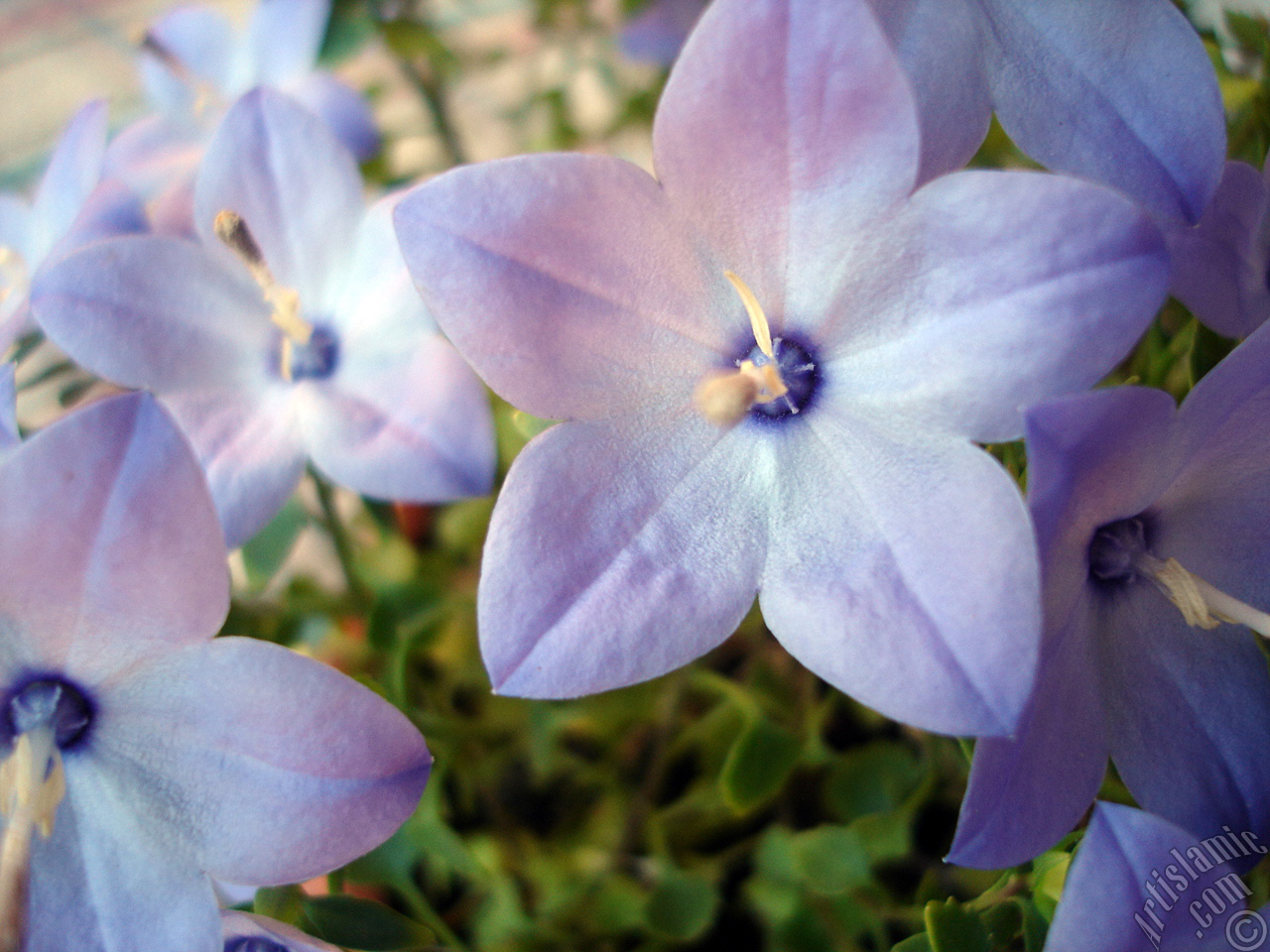 Balloon Flower -Chinese Bellflower-.
