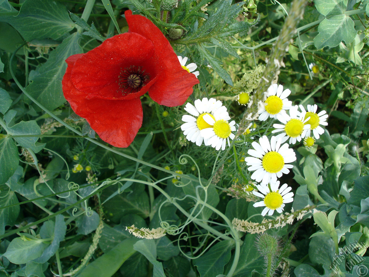 Red poppy flower.
