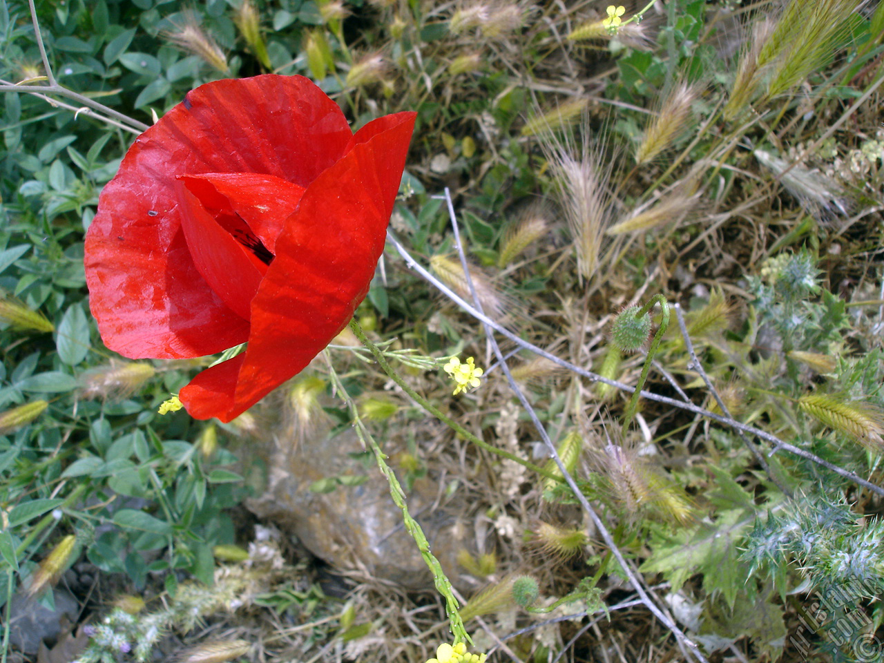 Red poppy flower.
