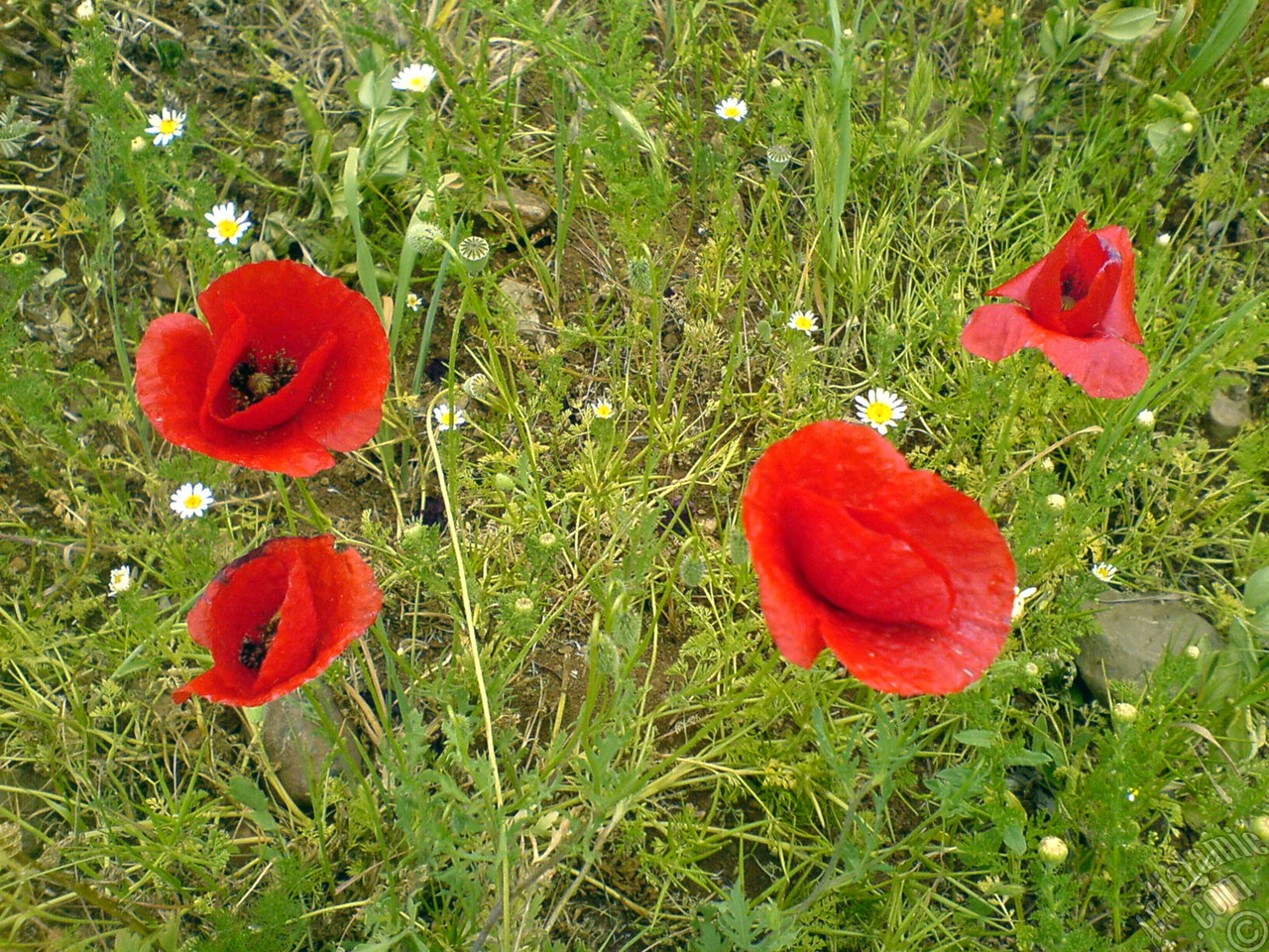 Red poppy flower.
