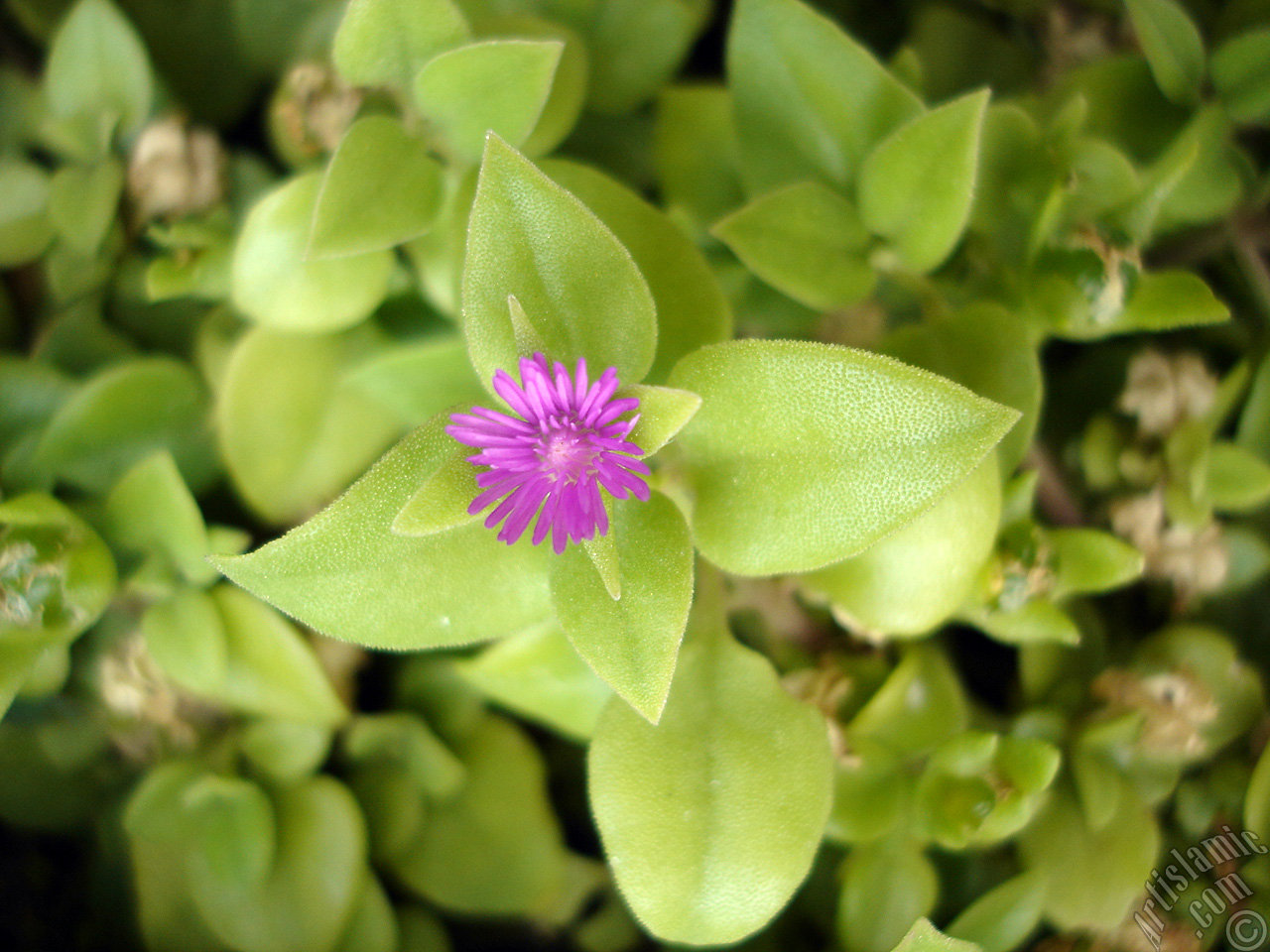 Heartleaf Iceplant -Baby Sun Rose, Rock rose- with pink flowers.
