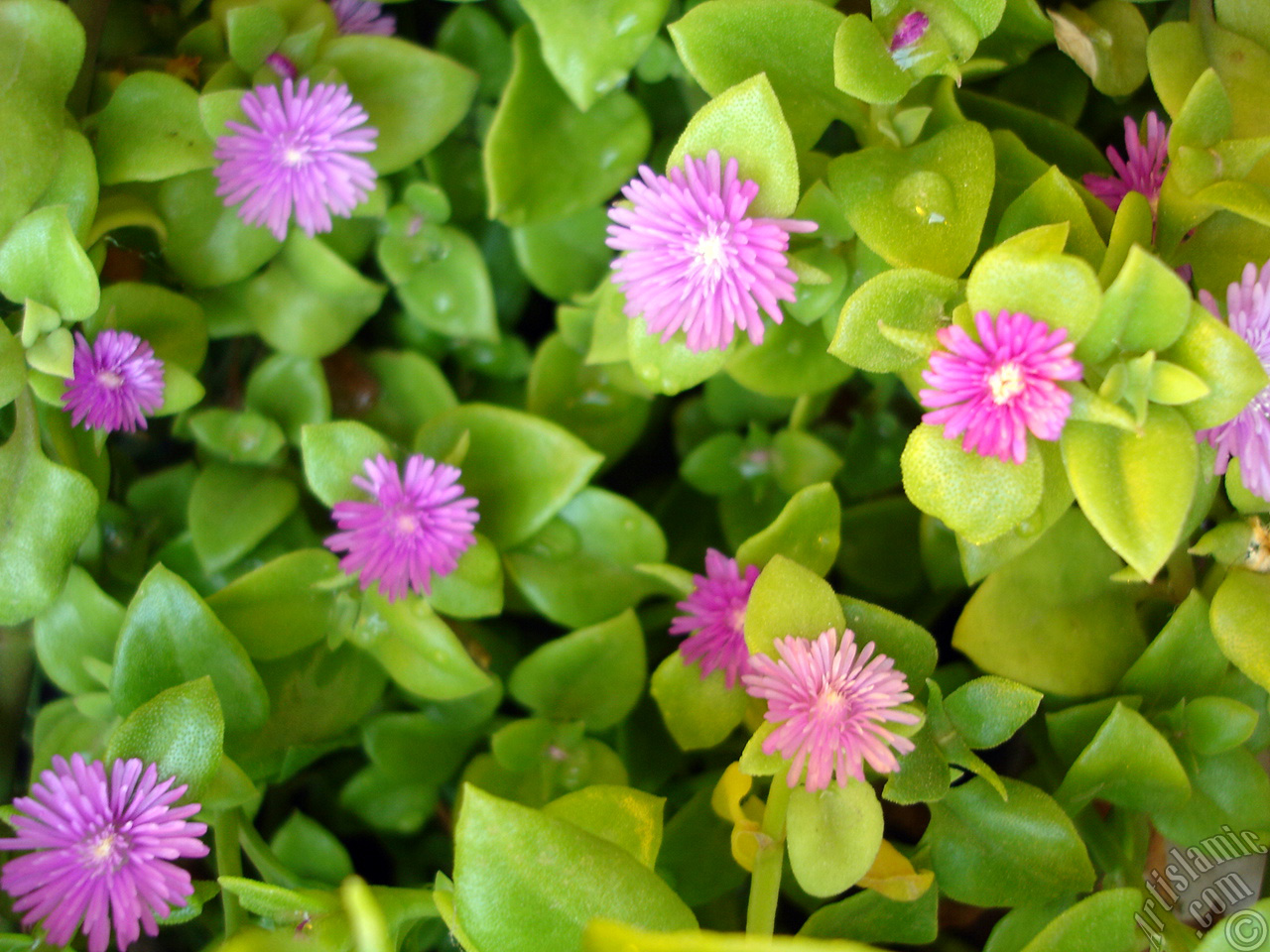 Heartleaf Iceplant -Baby Sun Rose, Rock rose- with pink flowers.
