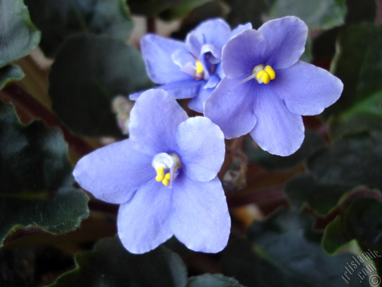 Purple color African violet.
