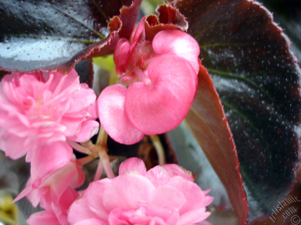 Wax Begonia -Bedding Begonia- with pink flowers and brown leaves.
