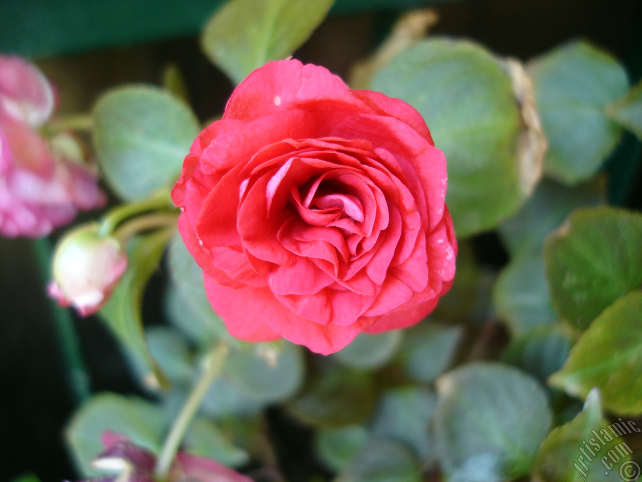 Red color Begonia Elatior flower.
