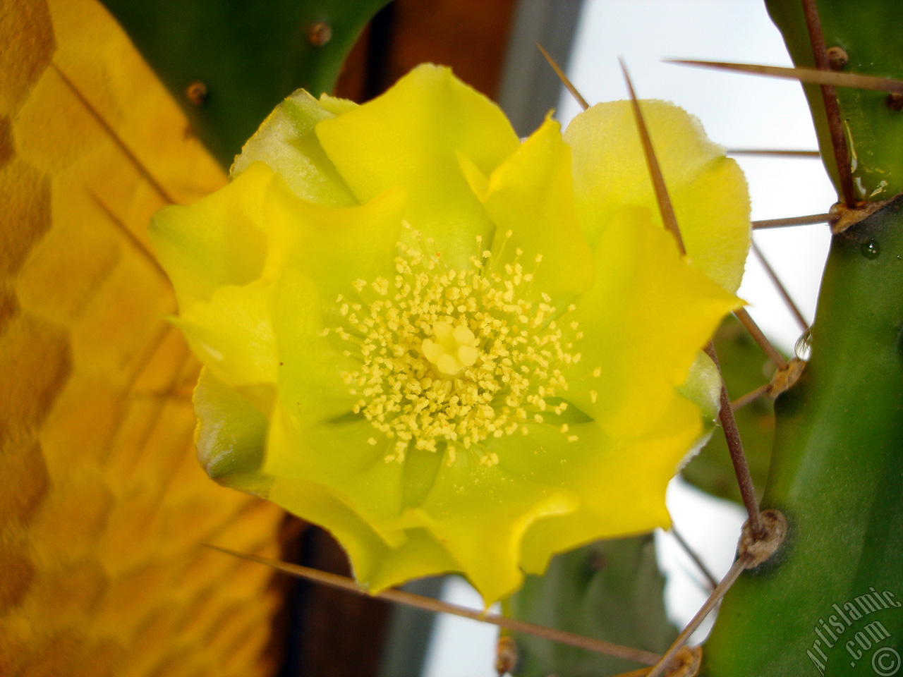 Prickly Pear with yellow flower.
