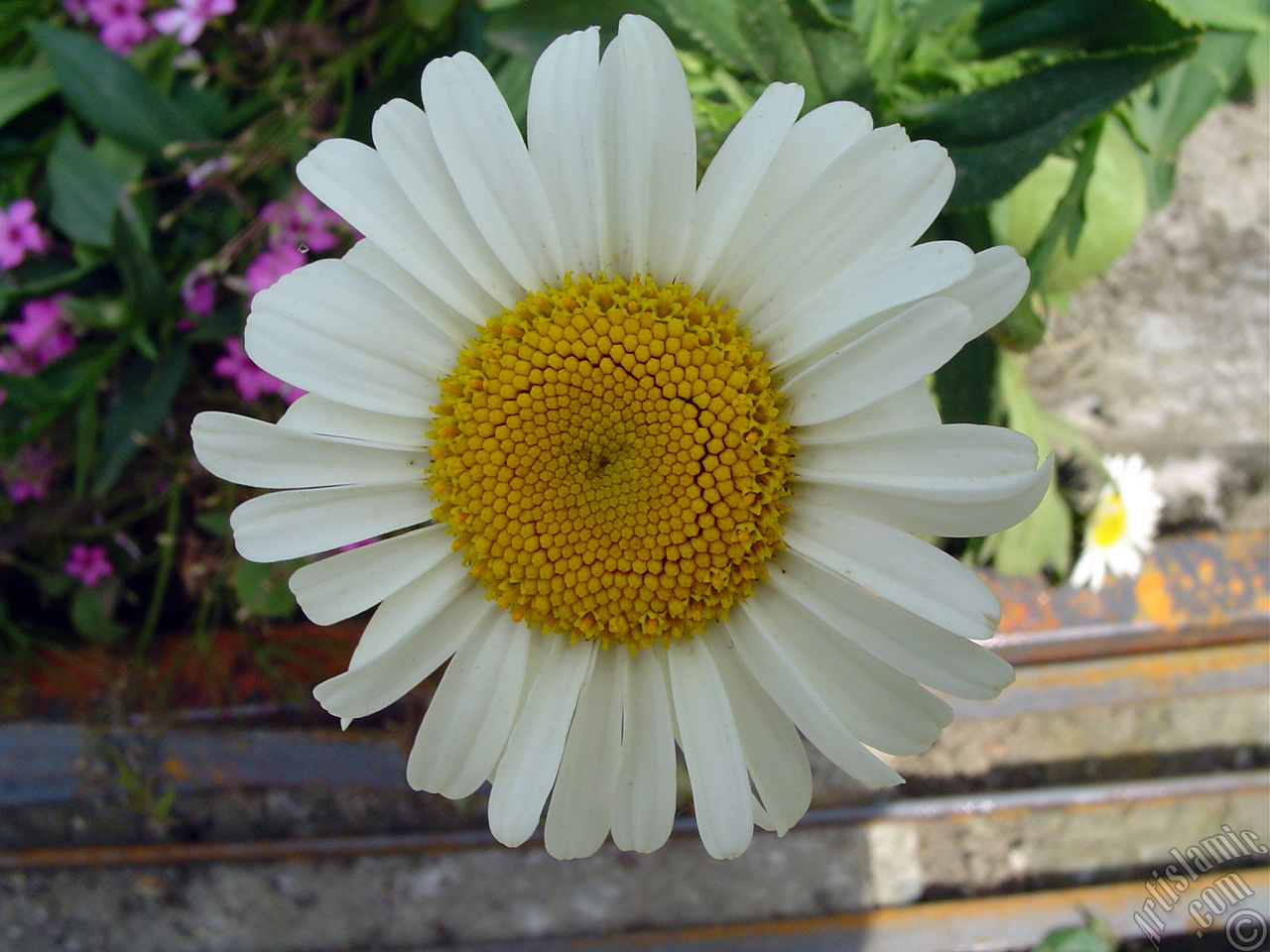 Field Daisy -Ox Eye, Love-Me-Love-Me-Not, Marguerite, Moon Daisy- flower.
