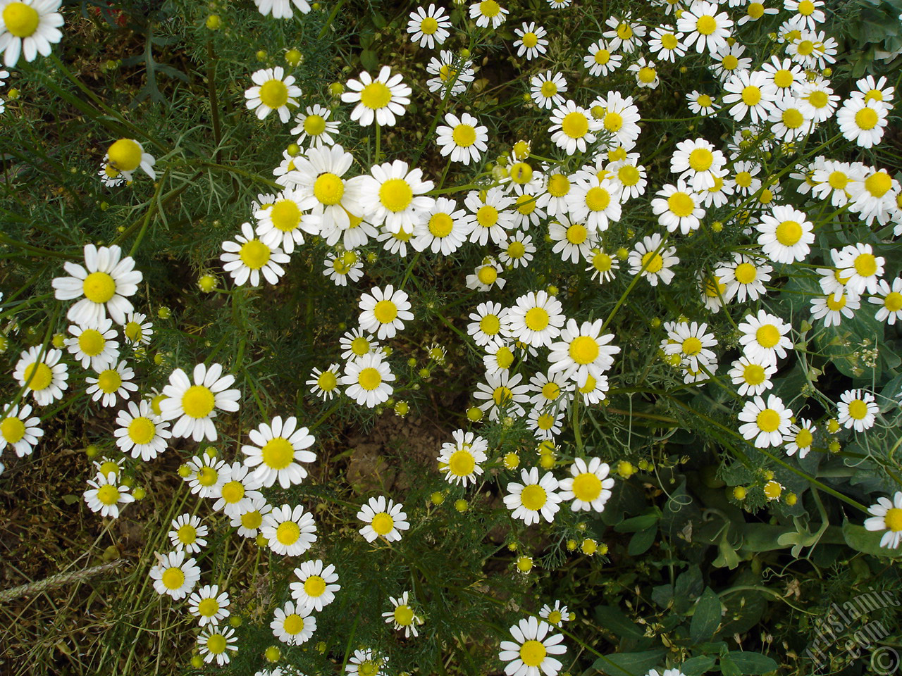 Field Daisy -Ox Eye, Love-Me-Love-Me-Not, Marguerite, Moon Daisy- flower.
