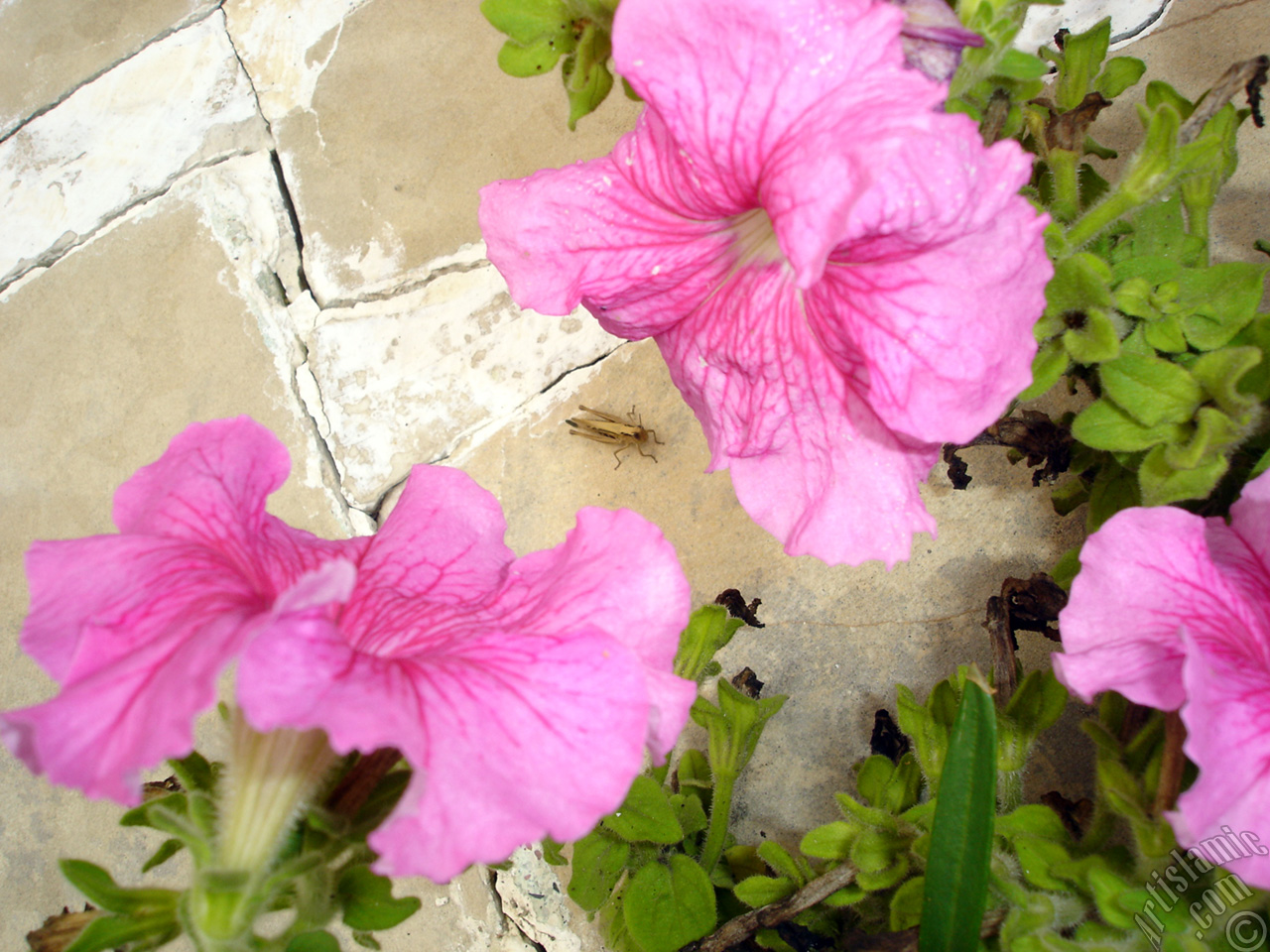 Pink Petunia flower.
