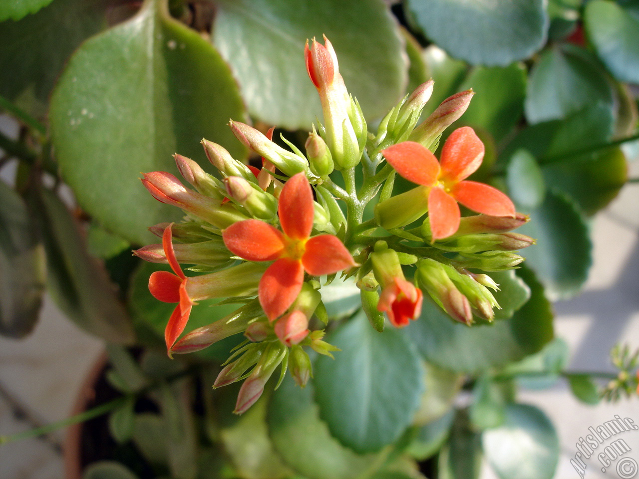 Kalanchoe plant`s flower.
