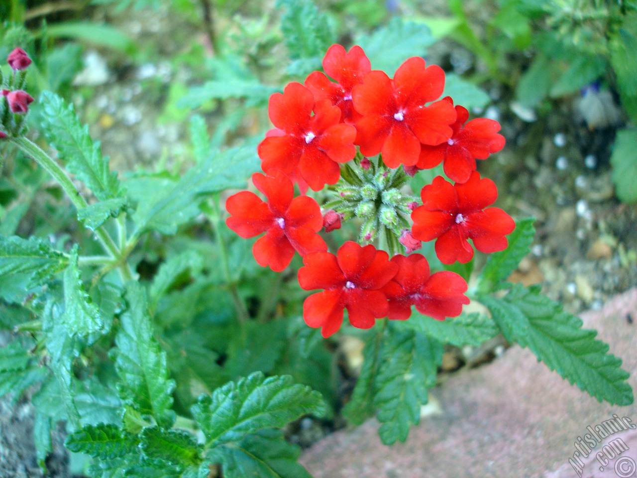 Verbena -Common Vervain- flower.
